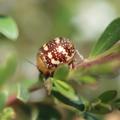 Paropsis pictipennis (Tea-tree button beetle) at Mongarlowe River - 1 Jan 2022 by LisaH