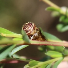 Paropsis pictipennis at Mongarlowe, NSW - 2 Jan 2022