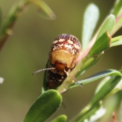 Paropsis pictipennis at Mongarlowe, NSW - 2 Jan 2022
