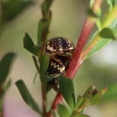 Paropsis pictipennis at Mongarlowe, NSW - 2 Jan 2022