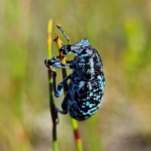 Chrysolopus spectabilis at Vincentia, NSW - 1 Jan 2022 04:45 PM