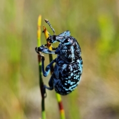 Chrysolopus spectabilis (Botany Bay Weevil) at Vincentia, NSW - 1 Jan 2022 by RobG1
