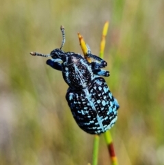 Chrysolopus spectabilis at Vincentia, NSW - 1 Jan 2022