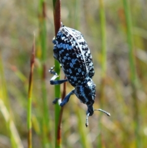 Chrysolopus spectabilis at Vincentia, NSW - 1 Jan 2022