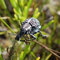 Chrysolopus spectabilis at Vincentia, NSW - 1 Jan 2022