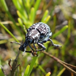 Chrysolopus spectabilis at Vincentia, NSW - 1 Jan 2022 04:45 PM