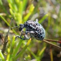 Chrysolopus spectabilis at Vincentia, NSW - 1 Jan 2022 04:45 PM