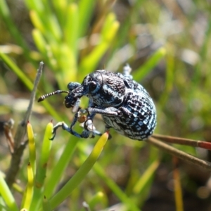 Chrysolopus spectabilis at Vincentia, NSW - 1 Jan 2022 04:45 PM