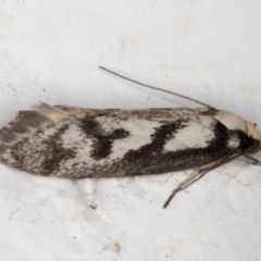 Eusemocosma pruinosa (A Concealer moth) at Melba, ACT - 27 Oct 2021 by kasiaaus