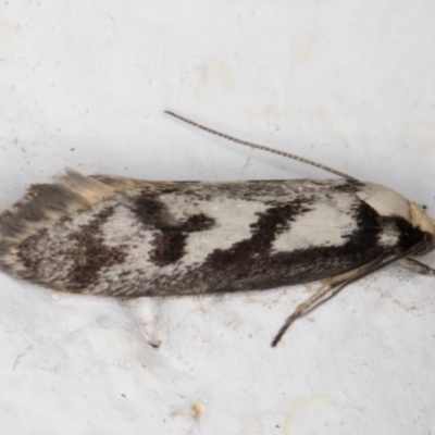 Eusemocosma pruinosa (Philobota Group Concealer Moth) at Melba, ACT - 27 Oct 2021 by kasiaaus