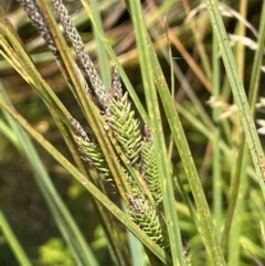 Carex gaudichaudiana (Fen Sedge) at Booth, ACT - 1 Jan 2022 by JaneR