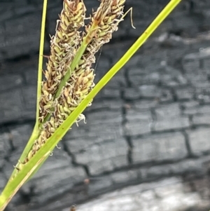 Carex gaudichaudiana at Booth, ACT - 1 Jan 2022