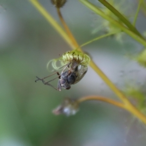 Drosera peltata at Mongarlowe, NSW - 1 Jan 2022