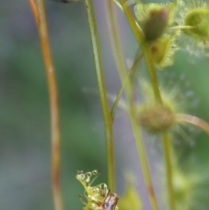 Drosera peltata at Mongarlowe, NSW - 1 Jan 2022