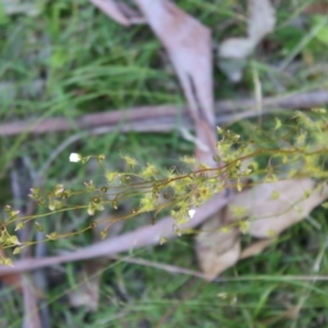 Drosera peltata at Mongarlowe, NSW - 1 Jan 2022