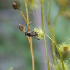 Drosera peltata at Mongarlowe, NSW - 1 Jan 2022