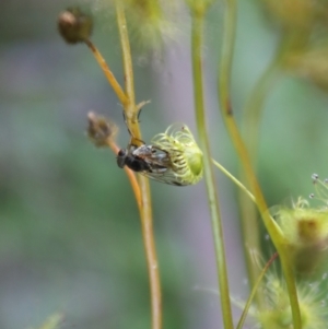 Drosera peltata at Mongarlowe, NSW - 1 Jan 2022