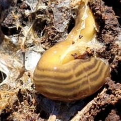 Fletchamia quinquelineata (Five-striped flatworm) at Molonglo Valley, ACT - 2 Jan 2022 by trevorpreston