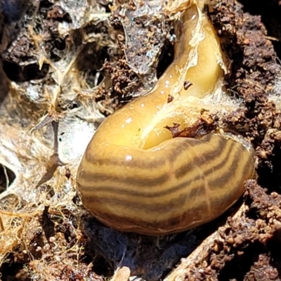 Fletchamia quinquelineata (Five-striped flatworm) at Kama - 2 Jan 2022 by tpreston