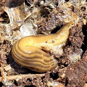 Fletchamia quinquelineata at Molonglo Valley, ACT - 2 Jan 2022