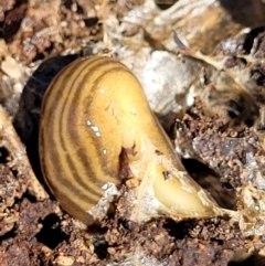 Fletchamia quinquelineata at Molonglo Valley, ACT - 2 Jan 2022