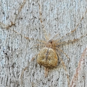 Tamopsis sp. (genus) at Molonglo Valley, ACT - 2 Jan 2022 11:55 AM