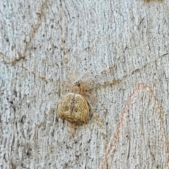 Tamopsis sp. (genus) at Molonglo Valley, ACT - 2 Jan 2022 11:55 AM