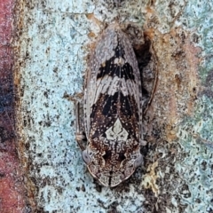 Stenocotis depressa (Leafhopper) at Molonglo Valley, ACT - 2 Jan 2022 by tpreston