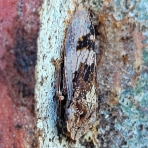 Stenocotis depressa at Molonglo Valley, ACT - 2 Jan 2022 11:54 AM