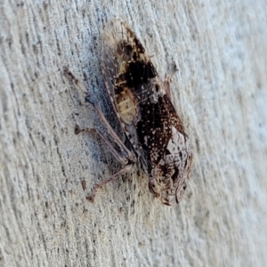 Stenocotis depressa at Molonglo Valley, ACT - 2 Jan 2022 11:53 AM