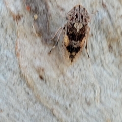 Stenocotis depressa at Molonglo Valley, ACT - 2 Jan 2022 11:53 AM