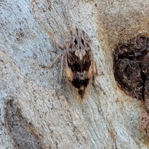 Stenocotis depressa at Molonglo Valley, ACT - 2 Jan 2022 11:53 AM