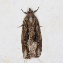 Thrincophora lignigerana (A Tortricid moth) at Melba, ACT - 27 Oct 2021 by kasiaaus
