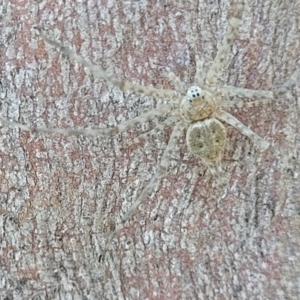 Tamopsis sp. (genus) at Molonglo Valley, ACT - 2 Jan 2022 11:52 AM