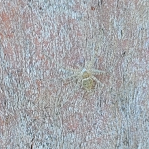 Tamopsis sp. (genus) at Molonglo Valley, ACT - 2 Jan 2022 11:52 AM