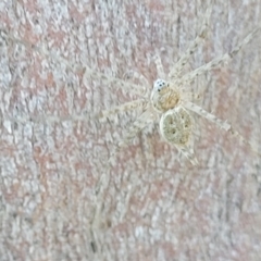 Tamopsis sp. (genus) at Molonglo Valley, ACT - 2 Jan 2022 11:52 AM