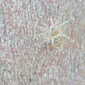 Tamopsis sp. (genus) at Molonglo Valley, ACT - 2 Jan 2022