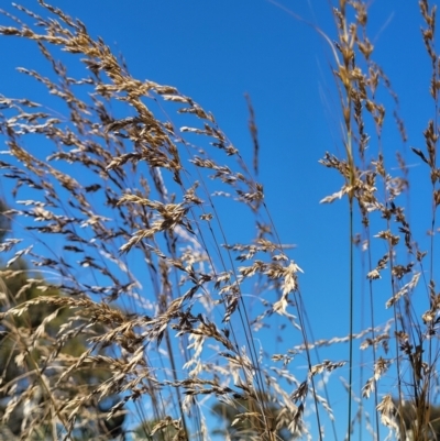Poa labillardierei (Common Tussock Grass, River Tussock Grass) at Molonglo River Reserve - 2 Jan 2022 by tpreston