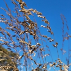 Poa labillardierei at Molonglo Valley, ACT - 2 Jan 2022 11:50 AM