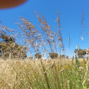 Poa labillardierei at Molonglo Valley, ACT - 2 Jan 2022