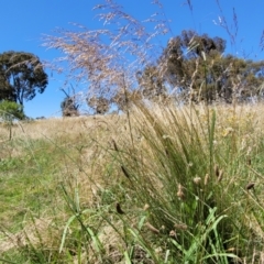 Poa labillardierei at Molonglo Valley, ACT - 2 Jan 2022