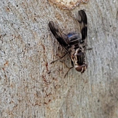 Cardiacera sp. (genus) (Scarab Fly) at Molonglo Valley, ACT - 2 Jan 2022 by trevorpreston