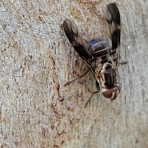 Cardiacera sp. (genus) at Molonglo Valley, ACT - 2 Jan 2022 11:48 AM