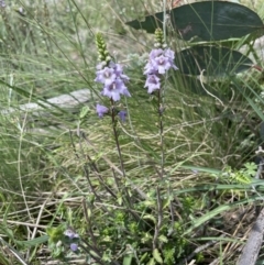 Euphrasia collina subsp. paludosa at Booth, ACT - 1 Jan 2022