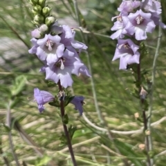 Euphrasia collina subsp. paludosa at Booth, ACT - 1 Jan 2022