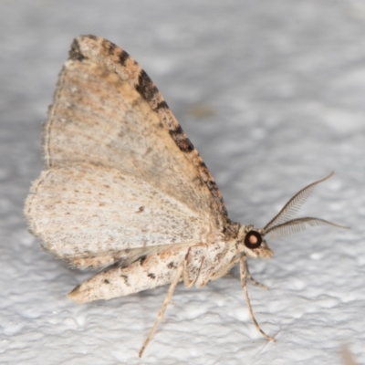 Epyaxa subidaria (Subidaria Moth) at Melba, ACT - 27 Oct 2021 by kasiaaus