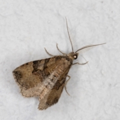 Epyaxa subidaria at Melba, ACT - 27 Oct 2021