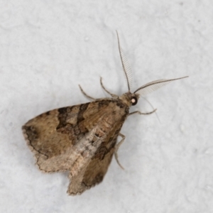 Epyaxa subidaria at Melba, ACT - 27 Oct 2021