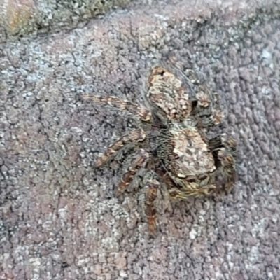 Servaea sp. (genus) (Unidentified Servaea jumping spider) at Molonglo River Reserve - 2 Jan 2022 by tpreston