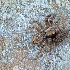 Servaea sp. (genus) at Molonglo Valley, ACT - 2 Jan 2022 11:45 AM